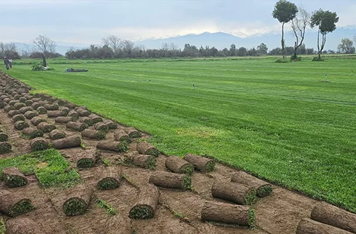 Pasto natural en rollo
