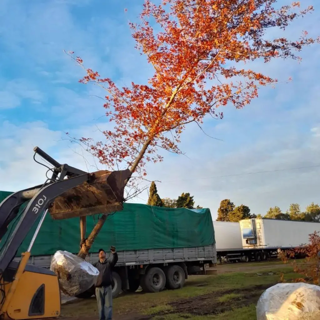 Proyecto de jardín con pasto natural