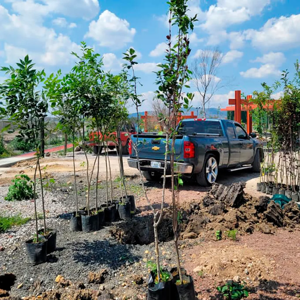 Entrega e instalación de plantas