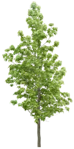 Plantas y árboles