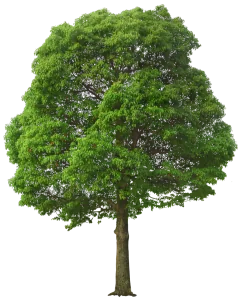 Plantas y árboles
