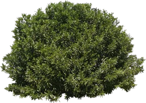 Plantas y árboles