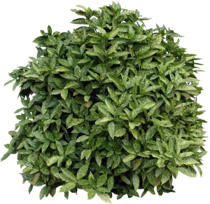 Plantas y árboles