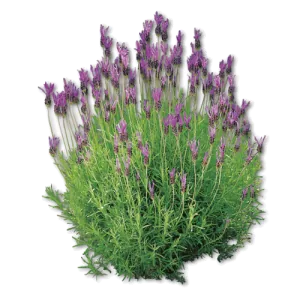 Plantas y árboles